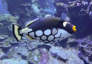 Clown Triggerfish