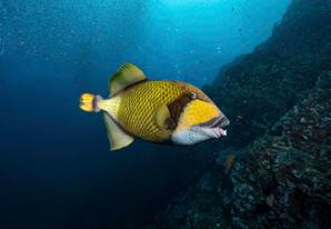 Titan triggerfish 
