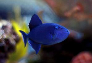 Niger Triggerfish
