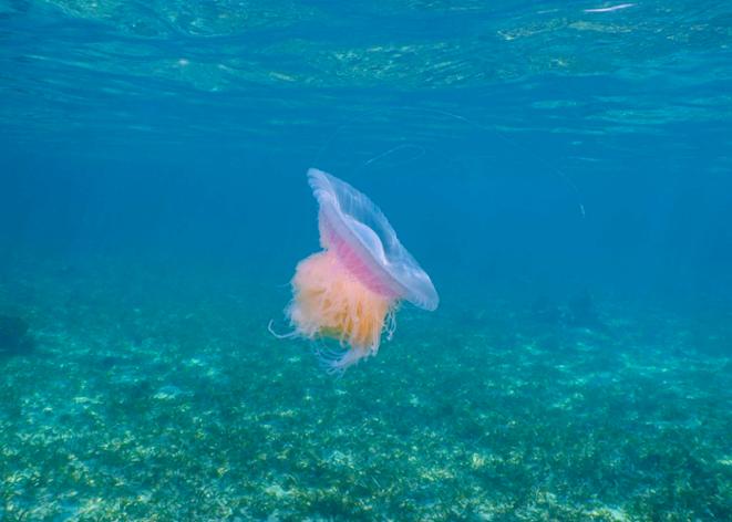 DiveDict_Ocean_Conservation_Jellyfish_Qualle