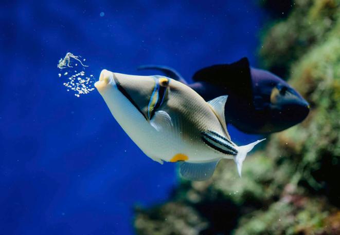 Common Picasso triggerfish