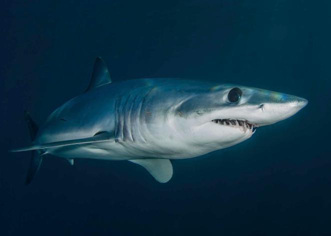 shark_teeth_sharks_reserach_ocean_conservation_sea