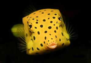 Yellow-brown Boxfish