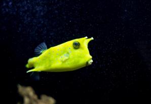 Longhorn Cowfish