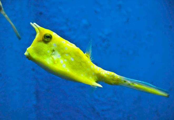 Cowfish1-divedict_diving