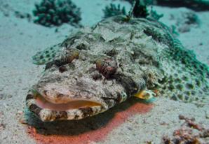 Tentacled Flathead 