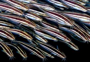 Gestreifter Korallenwels