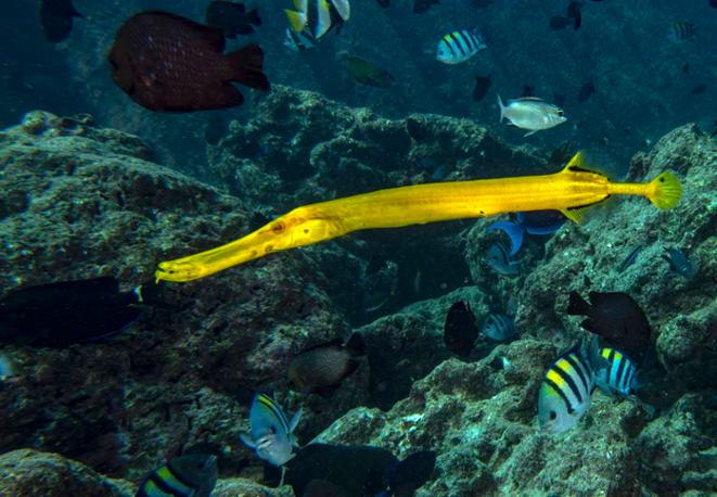 Trumpetfish Trumpetfish