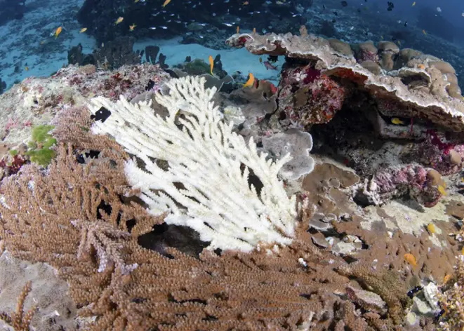 coral_bleaching_divedict_tauchen_diving_fish_coral_reef_underwater_koralle_bleaching_australia_great_barrier_reef Kopie