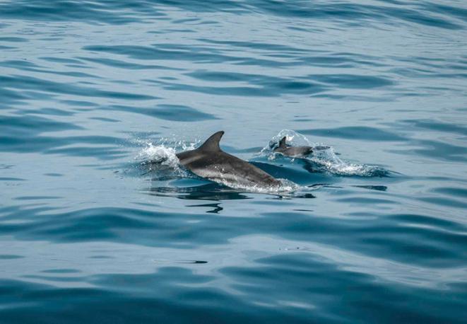 dolphins_ceatceans_mediterranean_sea_underwaterworld_diving_tauchen_meer_umweltschutz