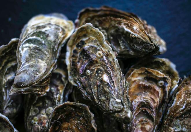 oysters_ocean_heroes_underwaterworld_marineLife_sea_shells_divedict