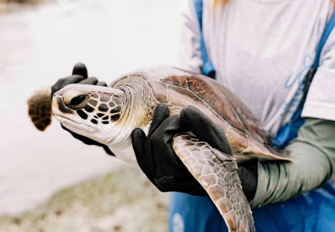 turtles_NGOs_divedict_underwaterworld_diving_tauchen_meer_ocean