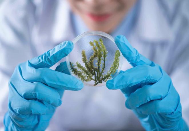 small_marine_animals_divedict_underwaterworld_diving_tauchen_meer_ocean