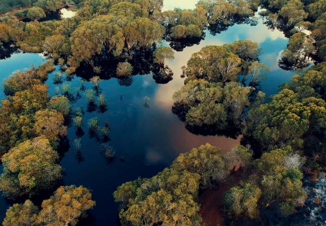 mangroves_diving_tauchen_animals_divedict_underwaterworld_diving_tauchen_meer_ocean