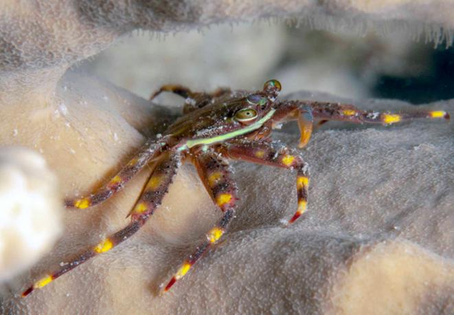 Percnon gibbesi Nimble spray crabdiving_tauchen_eco_invasive_divedict