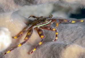 Algenfressende Krabbe