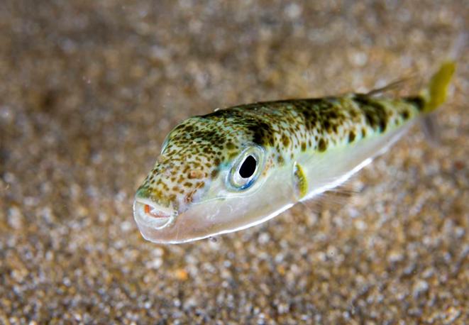 Lagocephalus sceleratus Silver-cheeked toadfish_divedict_diving_tauchen_eco_invasive
