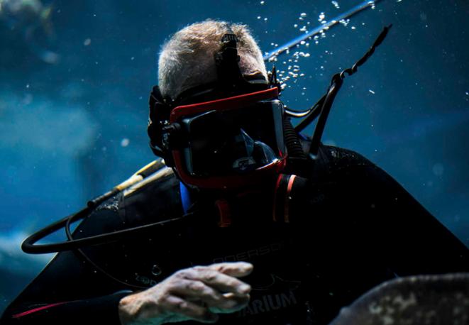 tauchequipment_diving_tauchen_animals_divedict_underwaterworld_diving_tauchen_meer_ocean