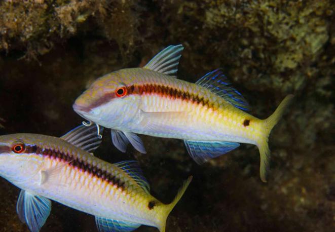GOUBAND GOATFISH - UPENEUS MOLUCCENSISdiving_tauchen_eco_invasive