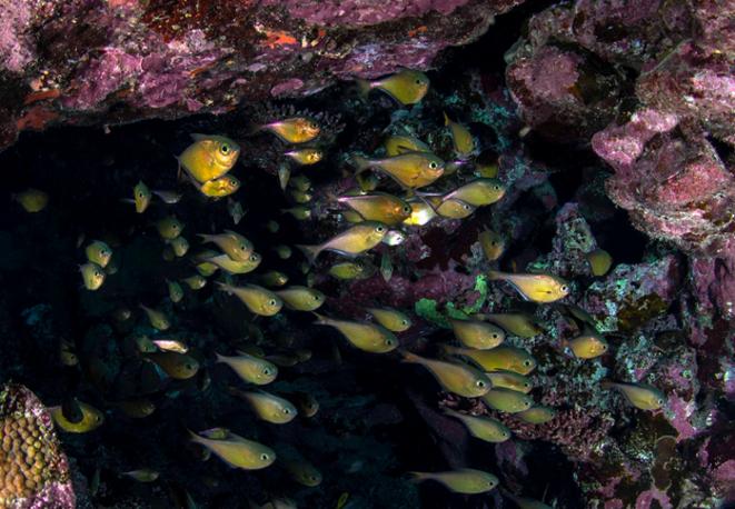 Pempheris vanicolensis Vanikoro sweeperdiving_tauchen_eco_invasive 