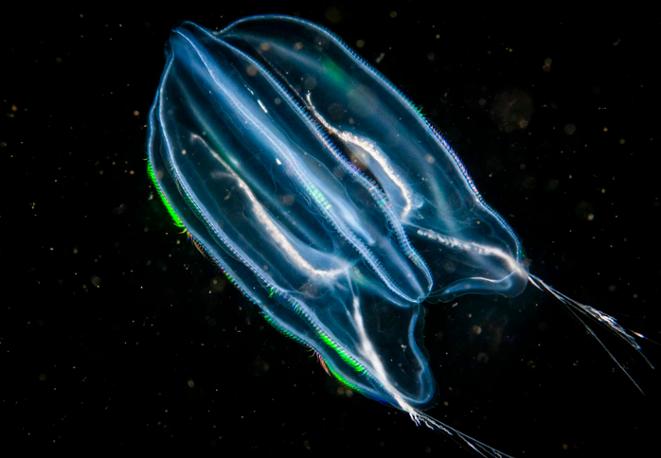 COMMON COMB JELLY - MNEMIOPSIS LEIDYIdiving_tauchen_eco_invasive