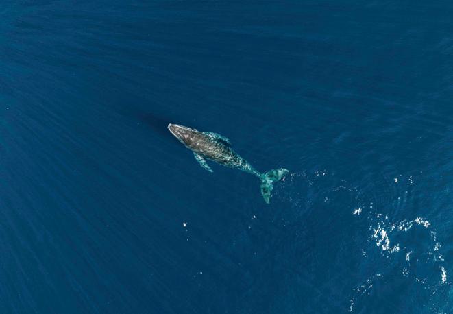 high_seas_treaty_divedict_diving_ocean_whale_fish