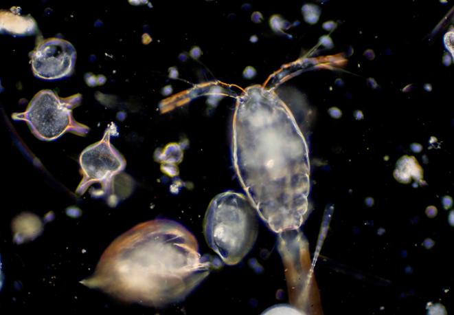 plankton_ocean_health_conservation_sea_divedict