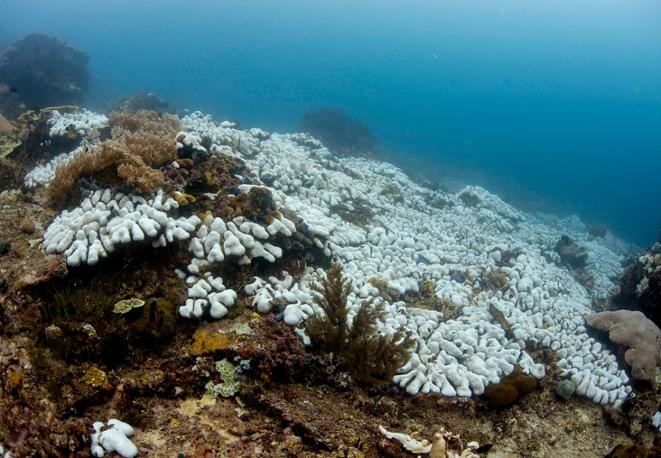bleached_dying-reef_diving_scuba_divedict_ocean_conservation_coral_restoration