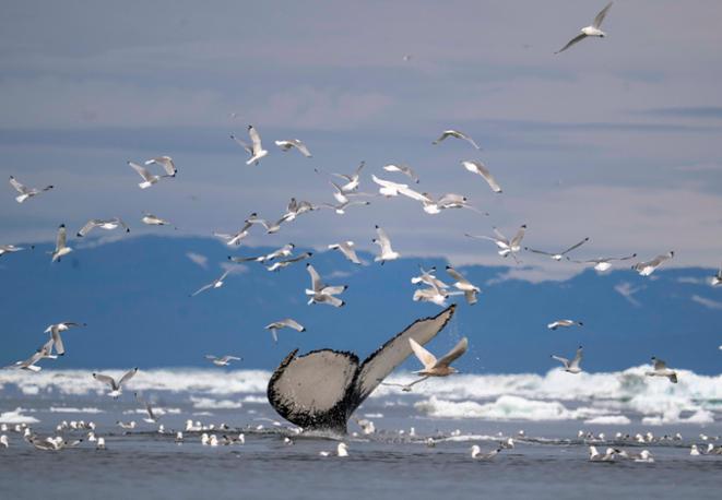 divedict_eco_log_diving_tauchen_underwaterworld_ocean_conservation-1