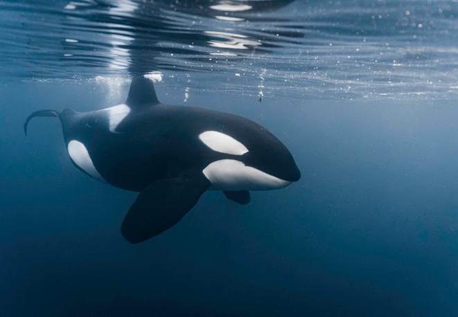 divedict_eco_log_diving_tauchen_underwaterworld_ocean_conservation-2 divedict_eco_log_diving_tauchen_underwaterworld_ocean_conservation-2