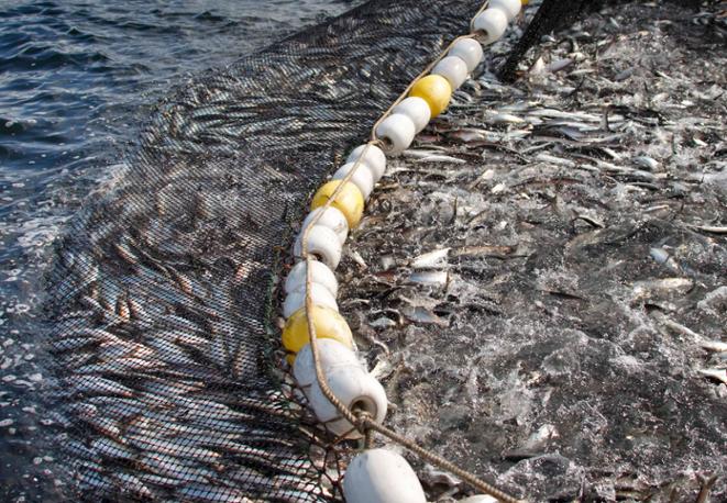 divedict_eco_log_diving_tauchen_underwaterworld_ocean_conservation-7 divedict_eco_log_diving_tauchen_underwaterworld_ocean_conservation-7