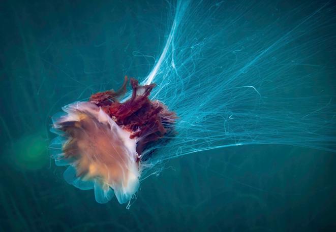 divedict_eco_log_diving_tauchen_underwaterworld_ocean_conservation-3