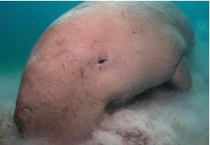 Gabelschwanz-Seekühe