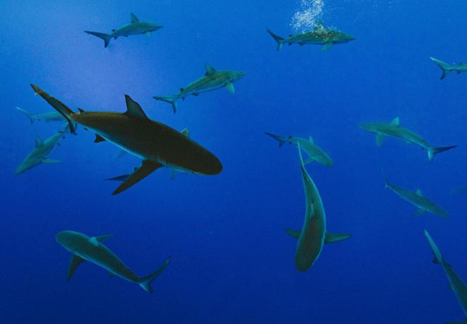 divedict_news_shark_fishing_diving_seabirds_turtle_whales-3