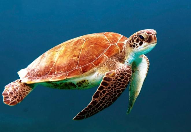 divedict_news_shark_fishing_diving_seabirds_turtle_whales-5 divedict_news_shark_fishing_diving_seabirds_turtle_whales-5