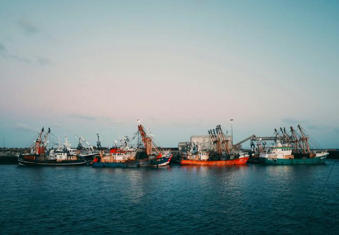 divedict_news_shark_fishing_diving_seabirds_turtle_whales-1 divedict_news_shark_fishing_diving_seabirds_turtle_whales-1