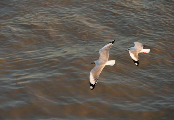 divedict_news_shark_fishing_diving_seabirds_turtle_whales-4