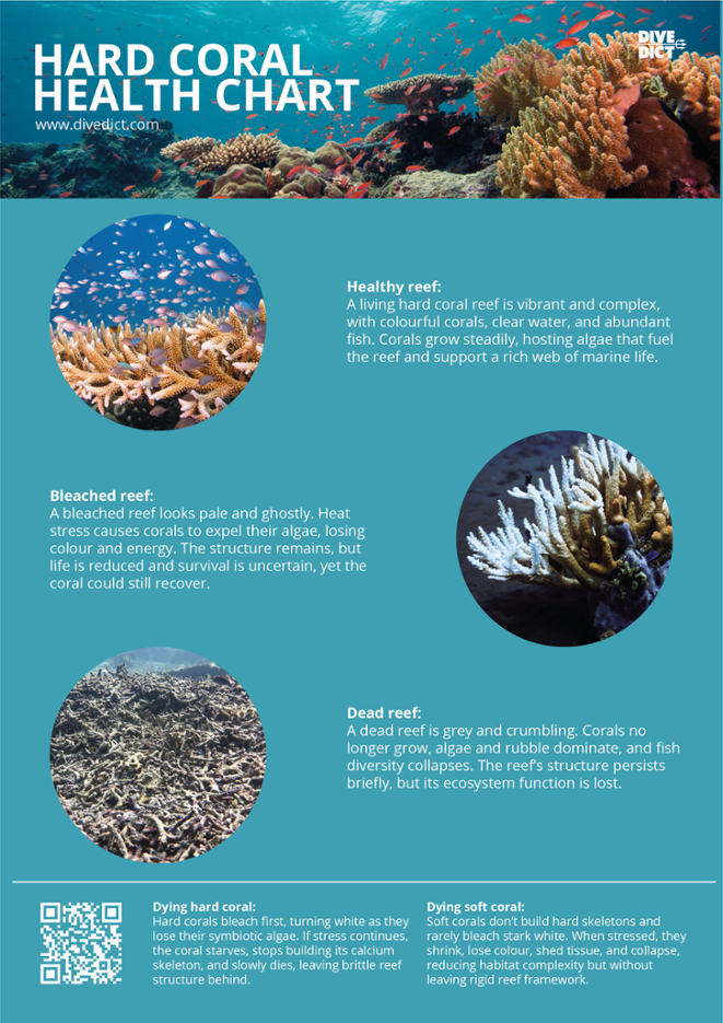 health coral chart divedict diving ocean conservation fish biodiversity