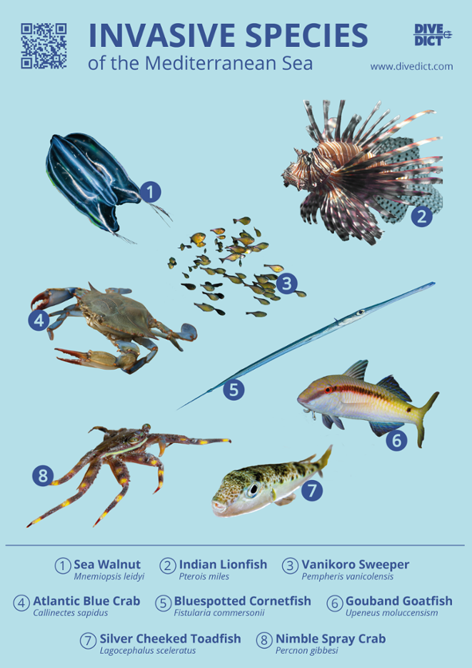 invasive species poster mediterranean sea divedict 