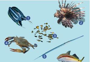 Invasive Arten des Mittelmeeres Guide 