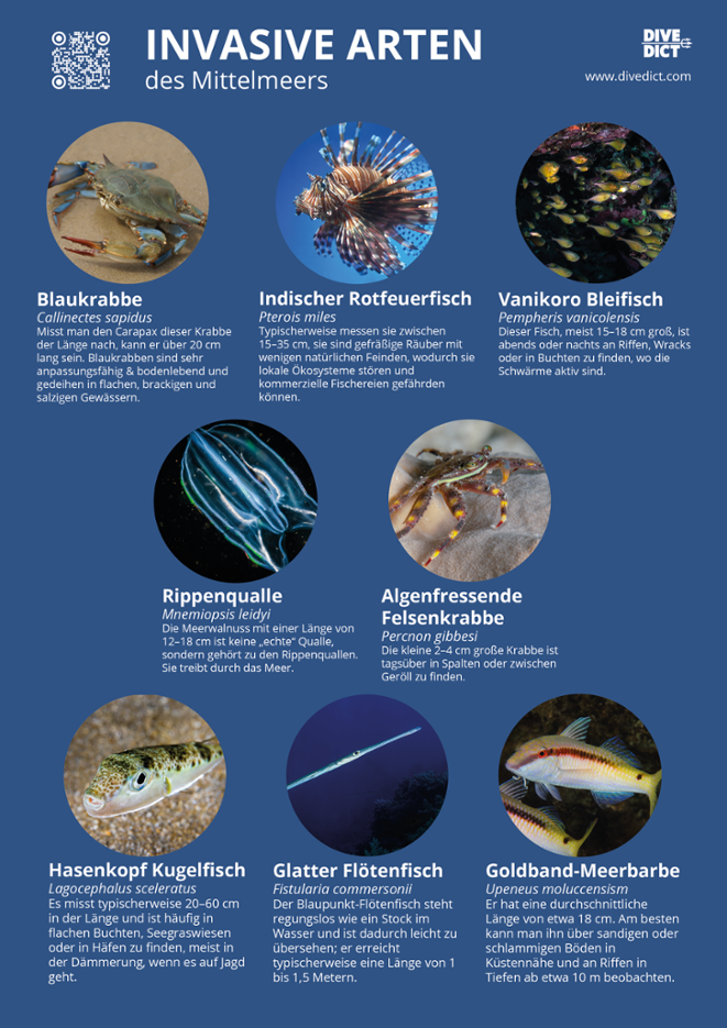 Invasive Arten des Mittelmeers, Fische, Krabben; Quallen