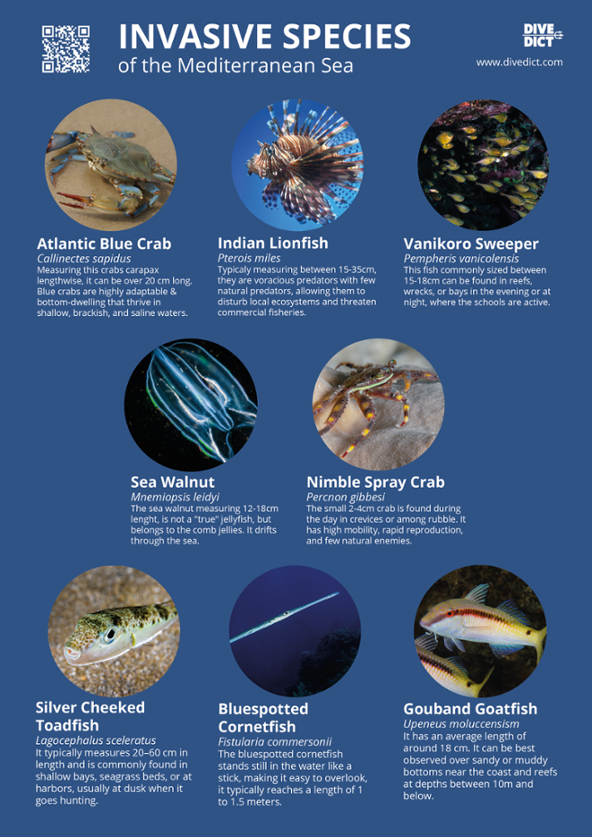 invasive species poster mediterranean sea fish, jellyfish, crustation