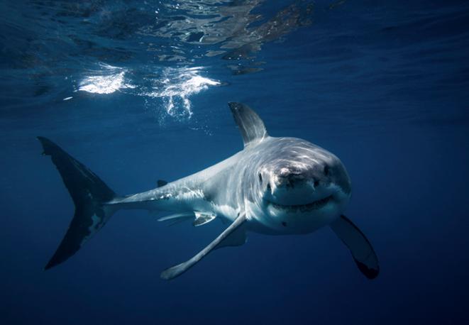 divedict_tauchen_haie_sharks_diving_conservation-lexicon-white shark weisser hai