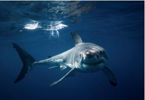 Great White Shark