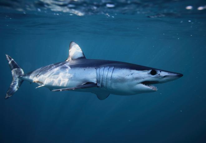 divedict_tauchen_haie_sharks_diving_conservation-lexicon-shortfin mako