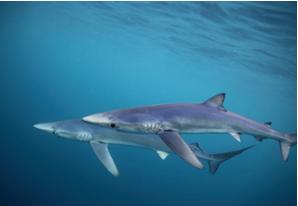 Blue Shark