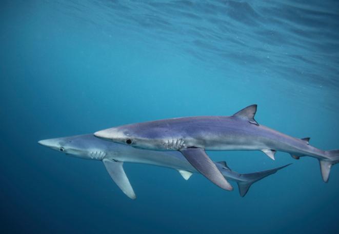 blue-shark-divedict_diving_sharks_diving_conservation-lexicon-08