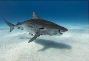 Tiger shark