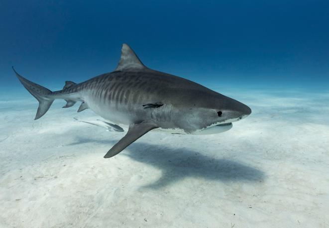 tiegerhai_tiger shark-divedict_tauchen_haie_sharks_diving_conservation-lexicon-07
