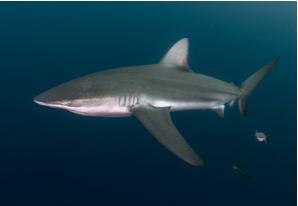 Silky shark